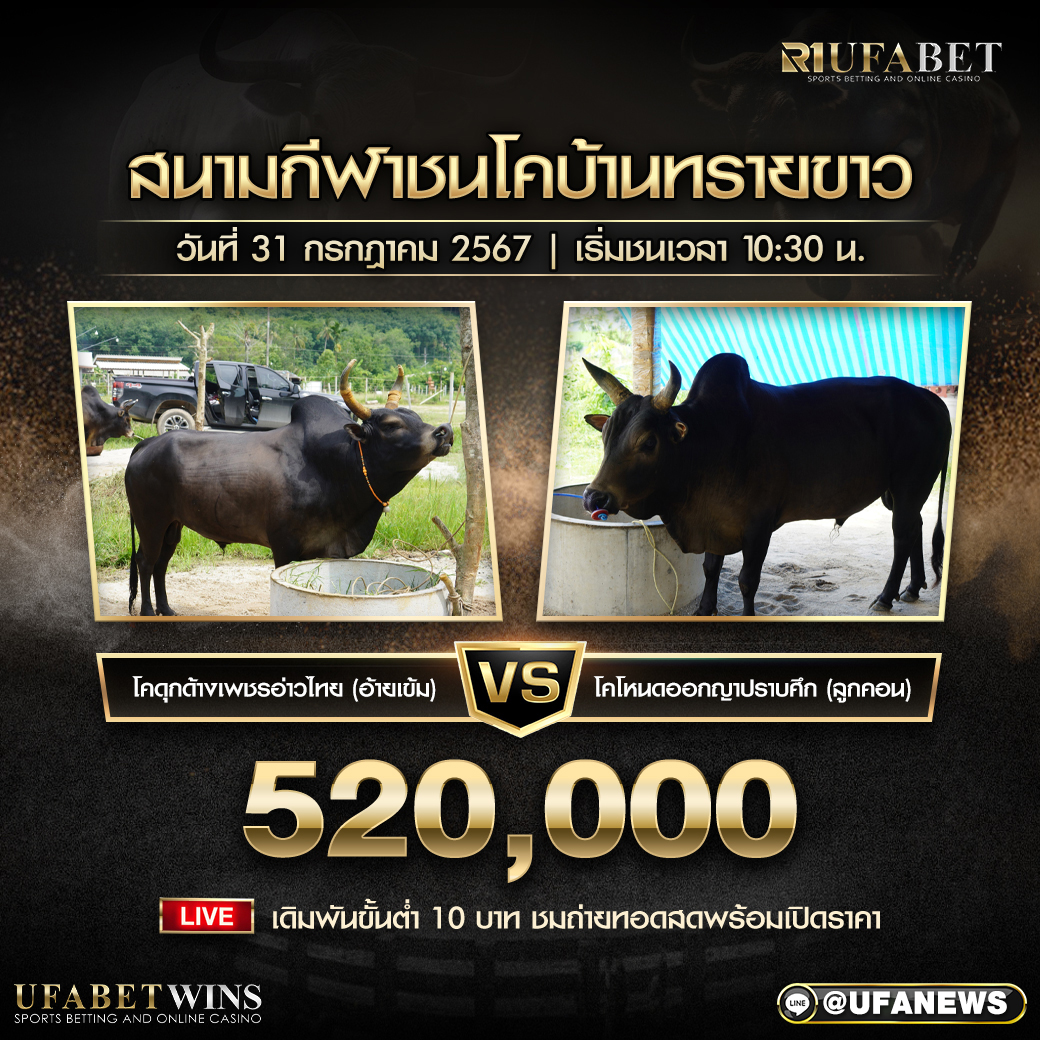 โปรแกรมวัวชน สนามชนโคบ้านหนองบัวใหญ่ วันที่ 31 กรกฎาคม 2567